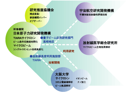 多様なイオンによる高精度自在な照射技術の開発

日本原子力開発機構のイオン照射施設TIARAにあるAVFサイクロトロンの高度化をはかります。
AVFサイクロトロンは水素イオンやヘリウムイオンなどの軽イオンビームから、炭素イオンや窒素イオンさらには鉄イオンや金イオンといった重イオンビームを高エネルギーに加速して取り出すことができますが、高度化により、イオンの種類やそのエネルギーなどのビーム条件の切り替え時間を大幅に短縮します。
さらに、大気中のミクロンサイズの標的を、高エネルギーに加速した重イオン1個1個で狙い撃つ「シングルイオンヒット」などの先進的なイオンビーム技術を躍進させ、数百メガボルト以降の高エネルギーイオンビームの水平方向と深さ方向の照射位置を自在に変更できる「高精度イオンビーム制御技術」を開発します。
これらの技術が実現されれば、イオンビームによるマイクロ・ナノ加工などが可能になり、ものづくりイノベーションを引き起こすでしょう。

拠点責任者
神谷 富裕
所属：独立行政法人日本原子力研究開発機構
高崎量子応用研究所放射線高度利用施設部
意見・問合せ先（ビーム技術開発課）
TEL：027-346-9650、FAX：027-346-9690
E-mail： kamiya.tomihiro@jaea.go.jp 
URL： http://www.taka.jaea.go.jp/tiara/tiara/index.html 
　
リンク：高崎量子応用研究所
URL：http://www.taka.jaea.go.jp/index_j.html